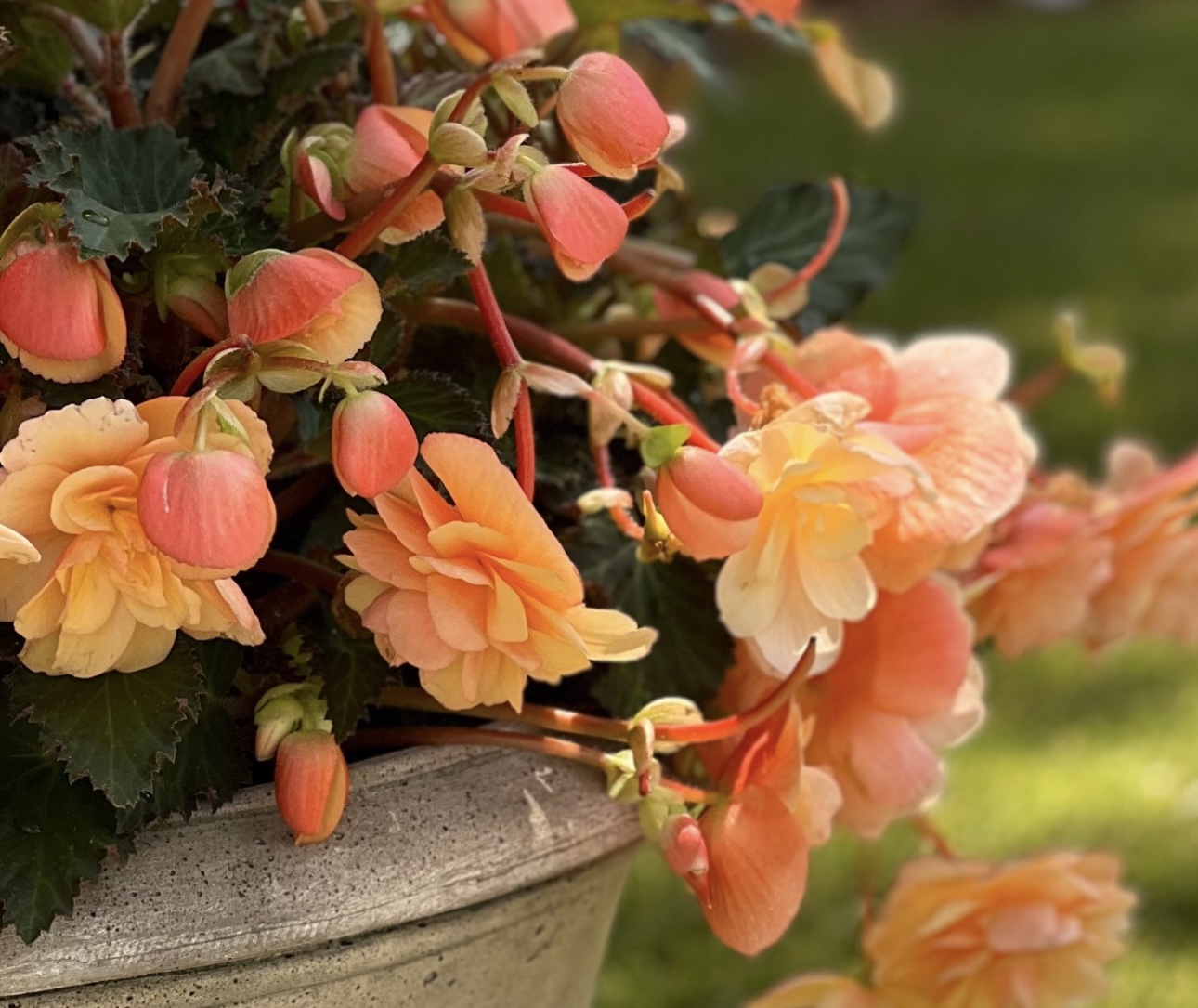 Container gardens with seasonal blooms